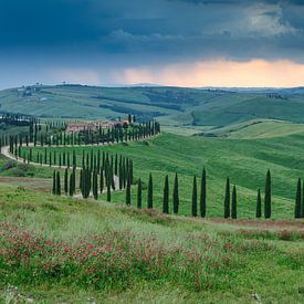 Cipressenlaan in Toscane van Menno Schaefer