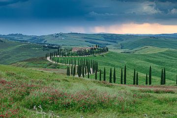 Avenue des cyprès en Toscane sur Menno Schaefer