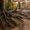 Tree roots by Ingrid Aanen