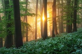 Sunrise in the wild garlic forest by Martin Podt