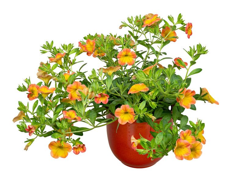 Calibrachoa Blumen auf weißem Hintergrund von ManfredFotos