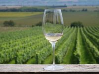 Verre de vin blanc dans les vignobles
