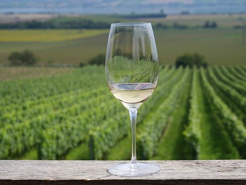 Glass of white wine at the vineyards