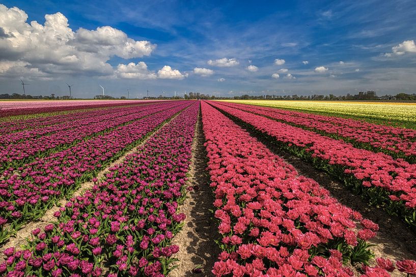 meadow view over tulip field in aartswoud by peterheinspictures
