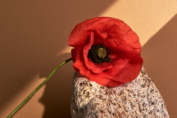 Poppy on granite