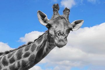 Portrait de girafe curieuse ck