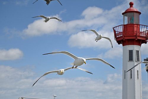 Heringsmöwen auf der Flucht im Hafen von 7Horses Photography