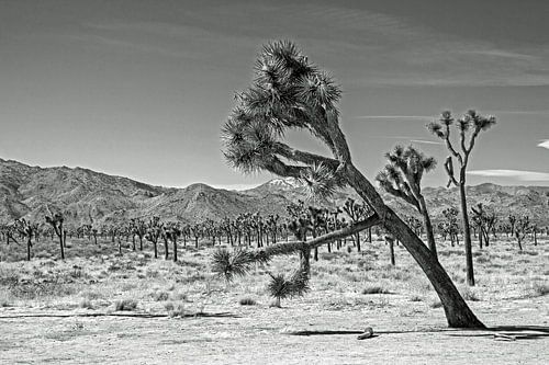 Joshua Tree National Park zwart wit