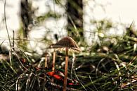 De eenzame paddenstoel van Lucas van Gemert thumbnail