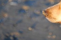 A dogs nose
