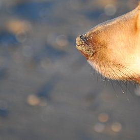 A dogs nose by Annick Cornu