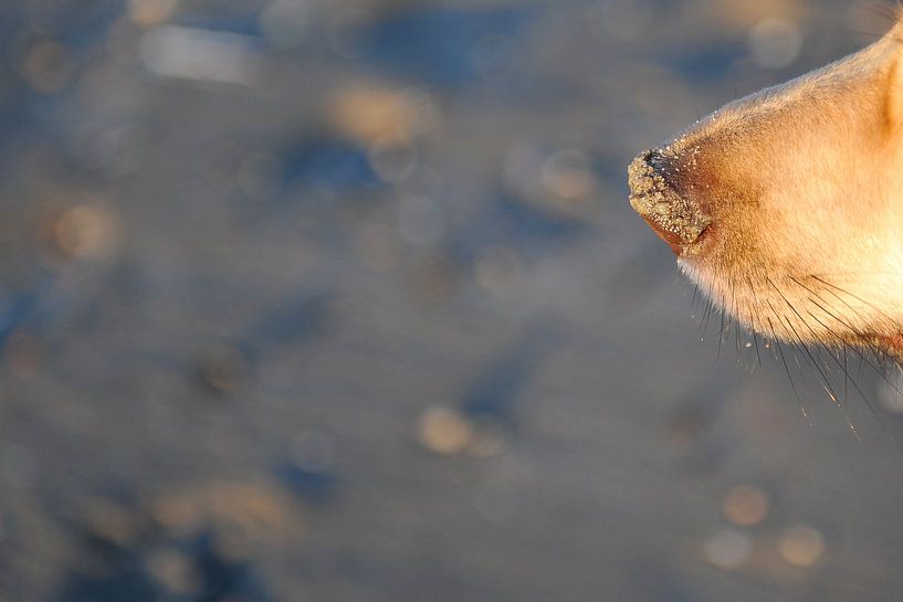 A dogs nose by Annick Cornu