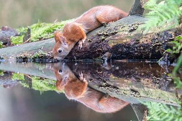 Reflectie van een rode eekhoorn van Sven Scraeyen