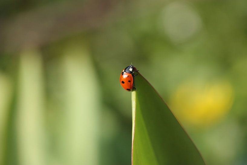 lieveheersbeestje by Nanda Nieuwhoff-de Groot
