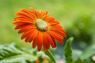 Oranje bloem tegen groene achtergrond von Victor van Dijk Miniaturansicht