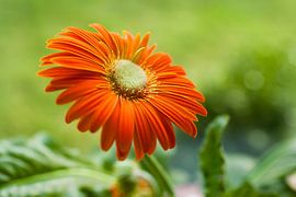 Oranje bloem tegen groene achtergrond by Victor van Dijk