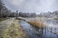 Winter bij de Tenellaplas van Frans Blok thumbnail