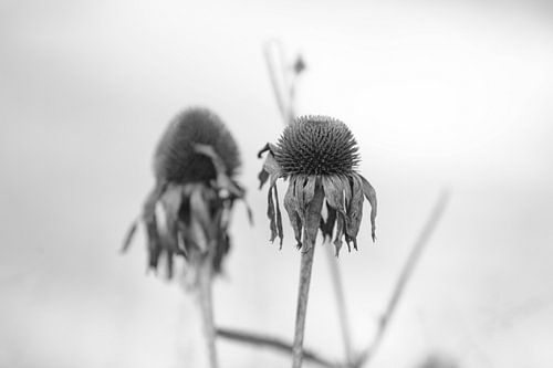 uitgebloeide echinace