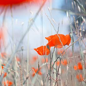 Poppy (poppy) by Jelte Bosma