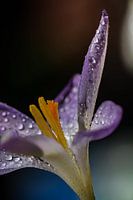 Krokus