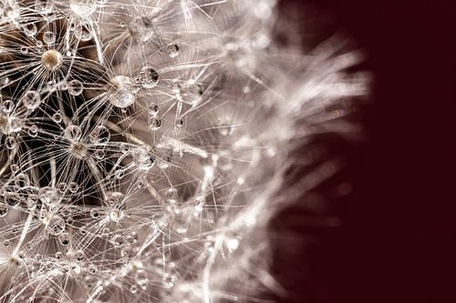 Pusteblume