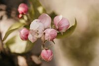 Apple Blossom