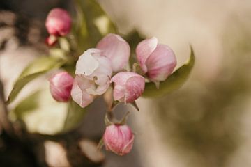 Apple Blossom by Caar Fotografie