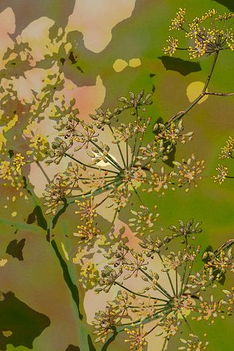 Zachte Dille. Impressionisme.