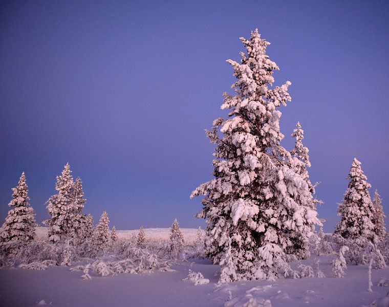 Winter in Finnland van Wiltrud Schwantz