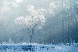 Eiskönigin - Natur in Friesland von Rudy Wagenaar