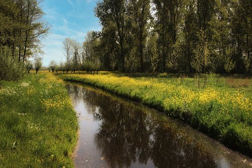 raapzaad of koolzaad?