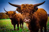 Hooglanders