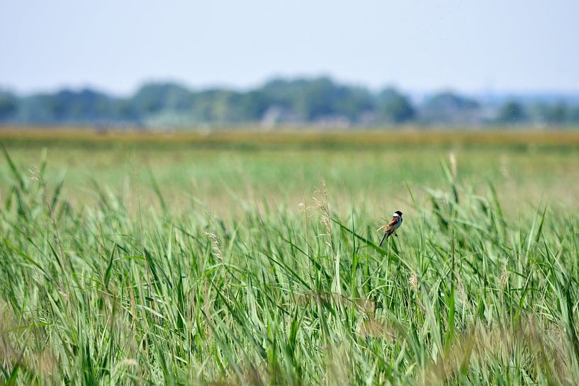 Small bird in polder reed by Gerard de Zwaan