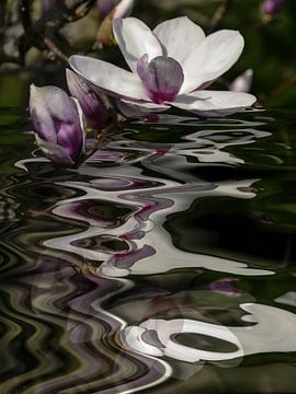 Bloemenwater - magnolia van Christine Nöhmeier