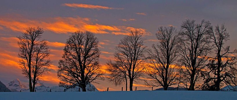 A tree gallery in the sunset by Christa Kramer