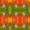 Tulpencollage | Abstract van Rob van der Pijll