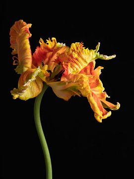 Parrot Tulip orange