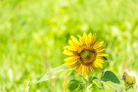 bright sunflower by Dieter Walther