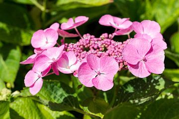 pink Hydrangea macrophylla in garden