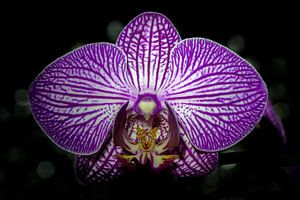 Orchidee