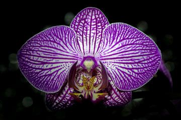 Orchidee van Maerten Prins