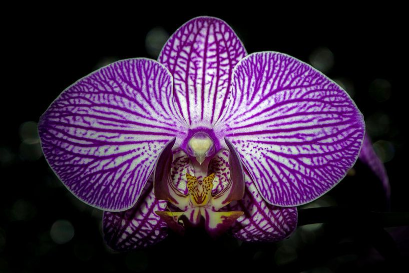 Orchidee par Maerten Prins