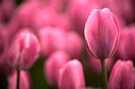 Tulip pink echoes von Mike Bing Miniaturansicht