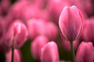 Tulip pink echoes van Mike Bing