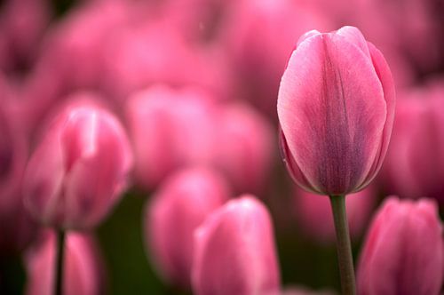 Tulip pink echoes
