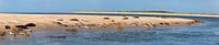 Phoques se reposant sur un banc de sable près d'Ameland par Frans Lemmens Aperçu