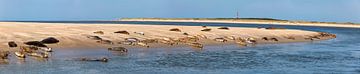 Robben ruhen auf einer Sandbank bei Ameland