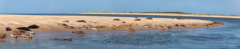 Phoques se reposant sur un banc de sable près d'Ameland par Frans Lemmens