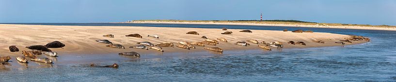 Seals resting on a sandbank near Ameland by Frans Lemmens