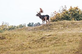 Fallow deer buck in the power of autumn by Wendy Hilberath